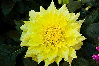 《魔兽世界》新资料片“Avaloren”泄露